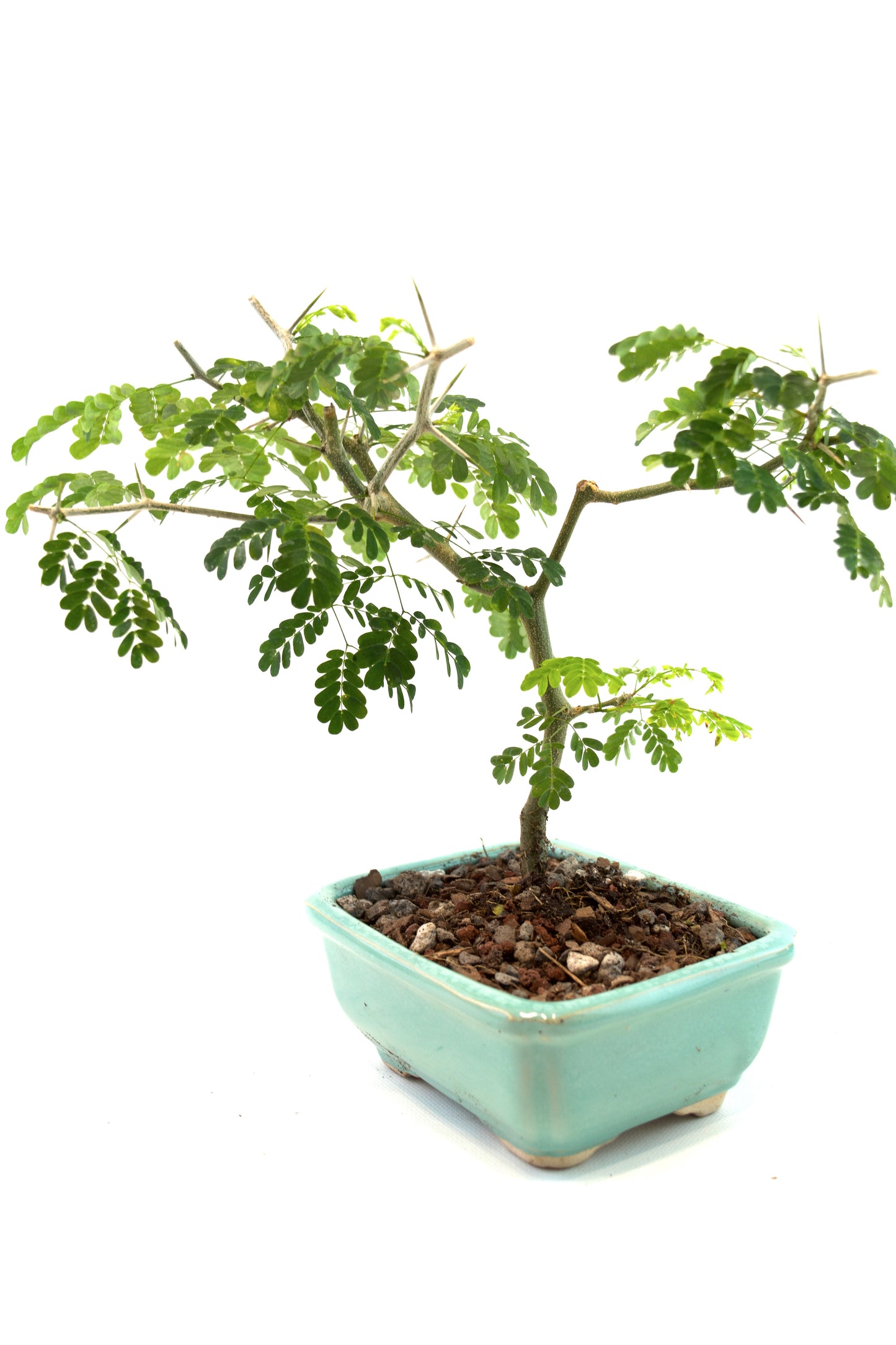 Brazilian Rain Tree Bonsai Ceramic 5" Pot - One of a Kind Bonsai