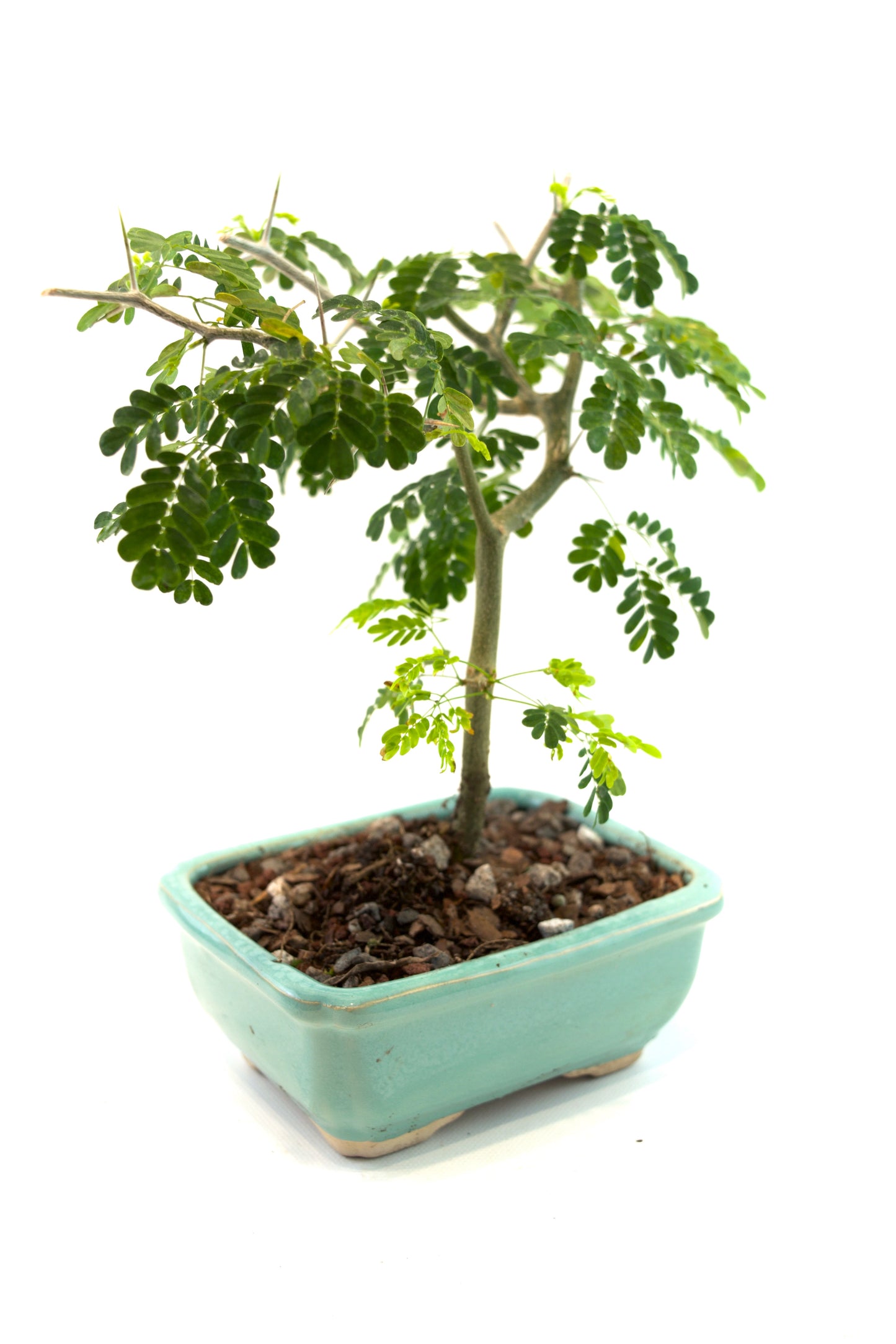 Brazilian Rain Tree Bonsai Ceramic 5" Pot - One of a Kind Bonsai
