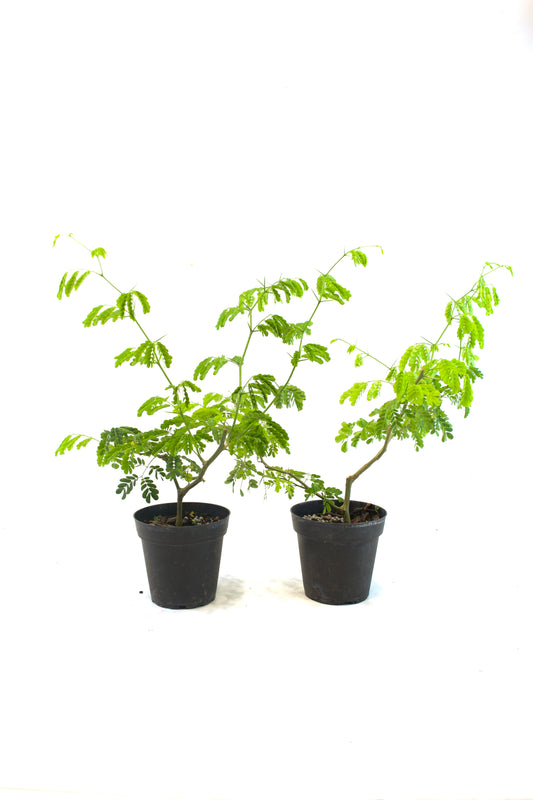 Brazilian Rain Tree 4"