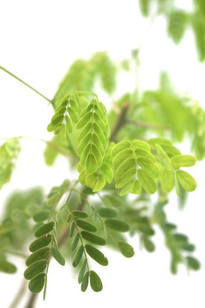 Brazilian Rain Tree 4"