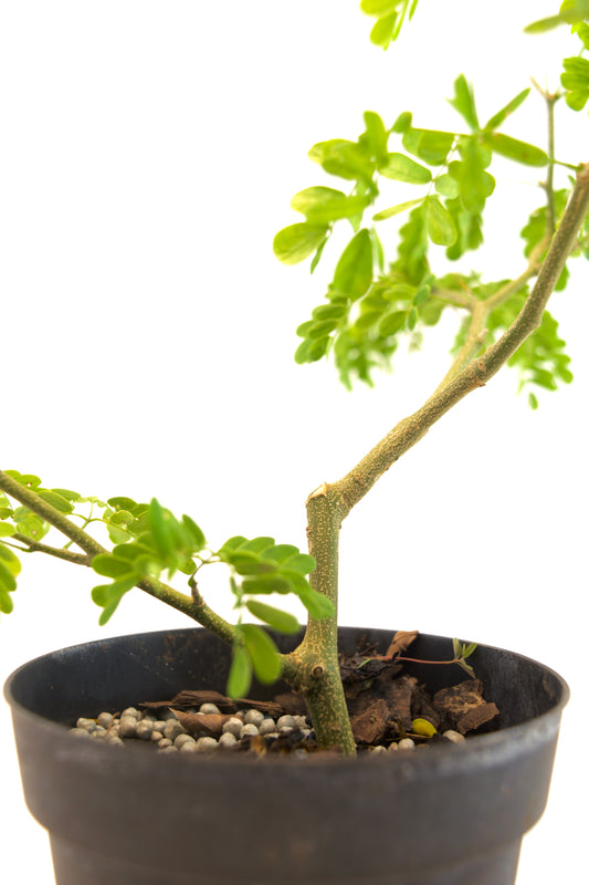 Brazilian Rain Tree 4"