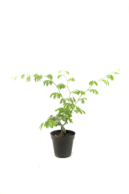 Brazilian Rain Tree 4"