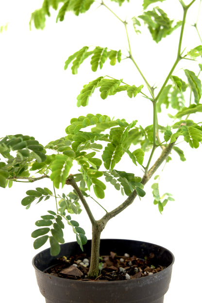 Brazilian Rain Tree 4"