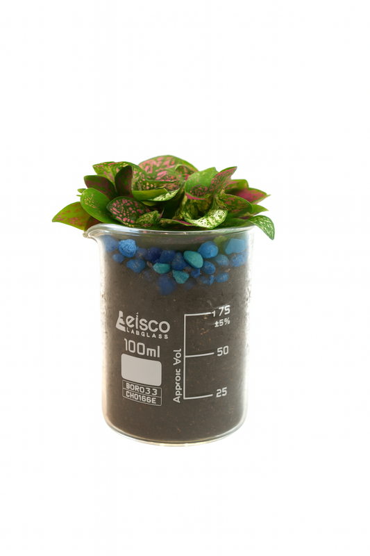 Polka Dot Plant in 400mL Beaker