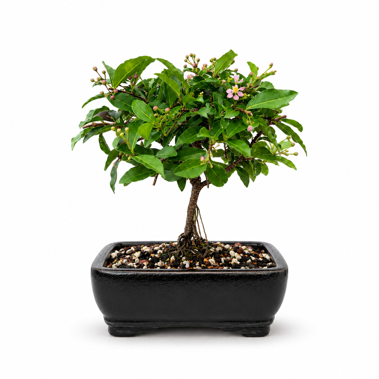 Dwarf Barbados Cherry - Exposed Root (Neagari) -  Bonsai Ceramic 6" Pot - Similar Bonsai