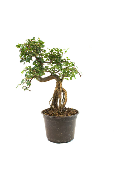 Chinese Elm Imported Bonsai Tree in 6" Pot - One of a Kind Bonsai