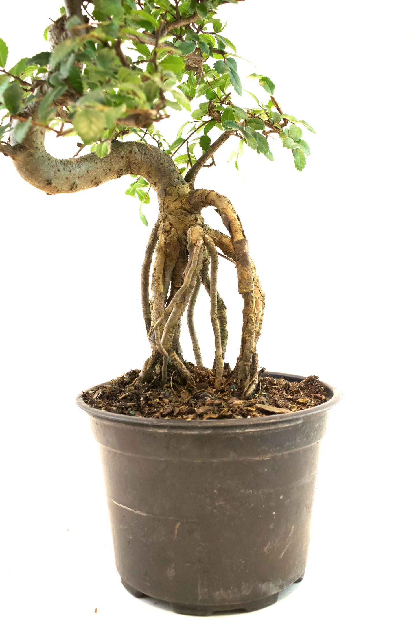 Chinese Elm Imported Bonsai Tree in 6" Pot - One of a Kind Bonsai
