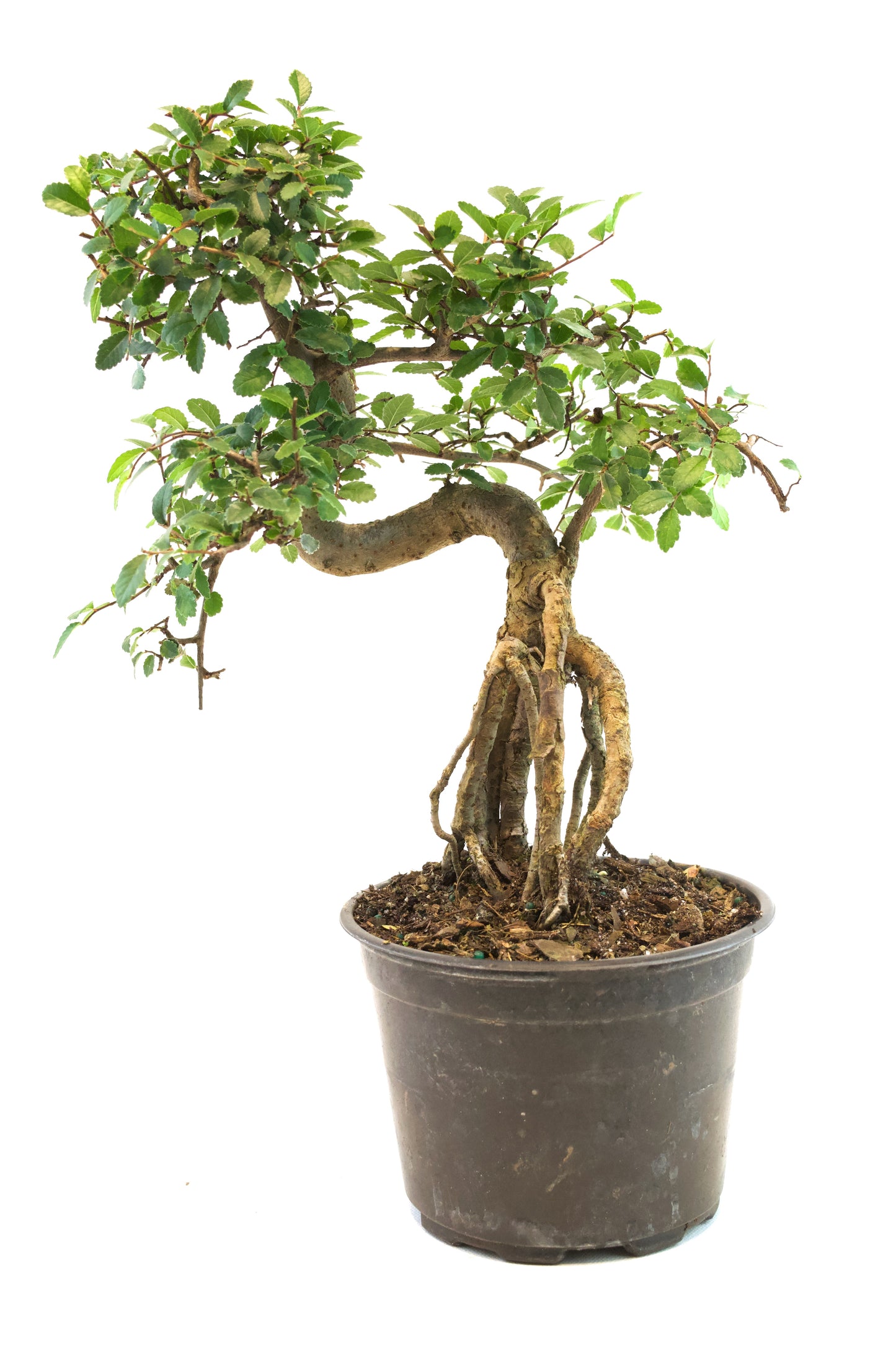 Chinese Elm Imported Bonsai Tree in 6" Pot - One of a Kind Bonsai