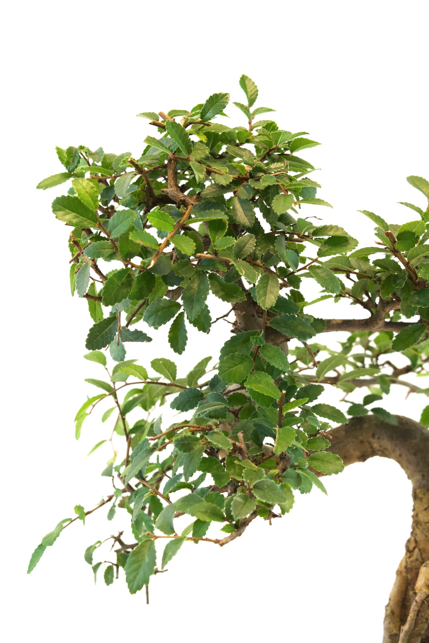 Chinese Elm Imported Bonsai Tree in 6" Pot - One of a Kind Bonsai