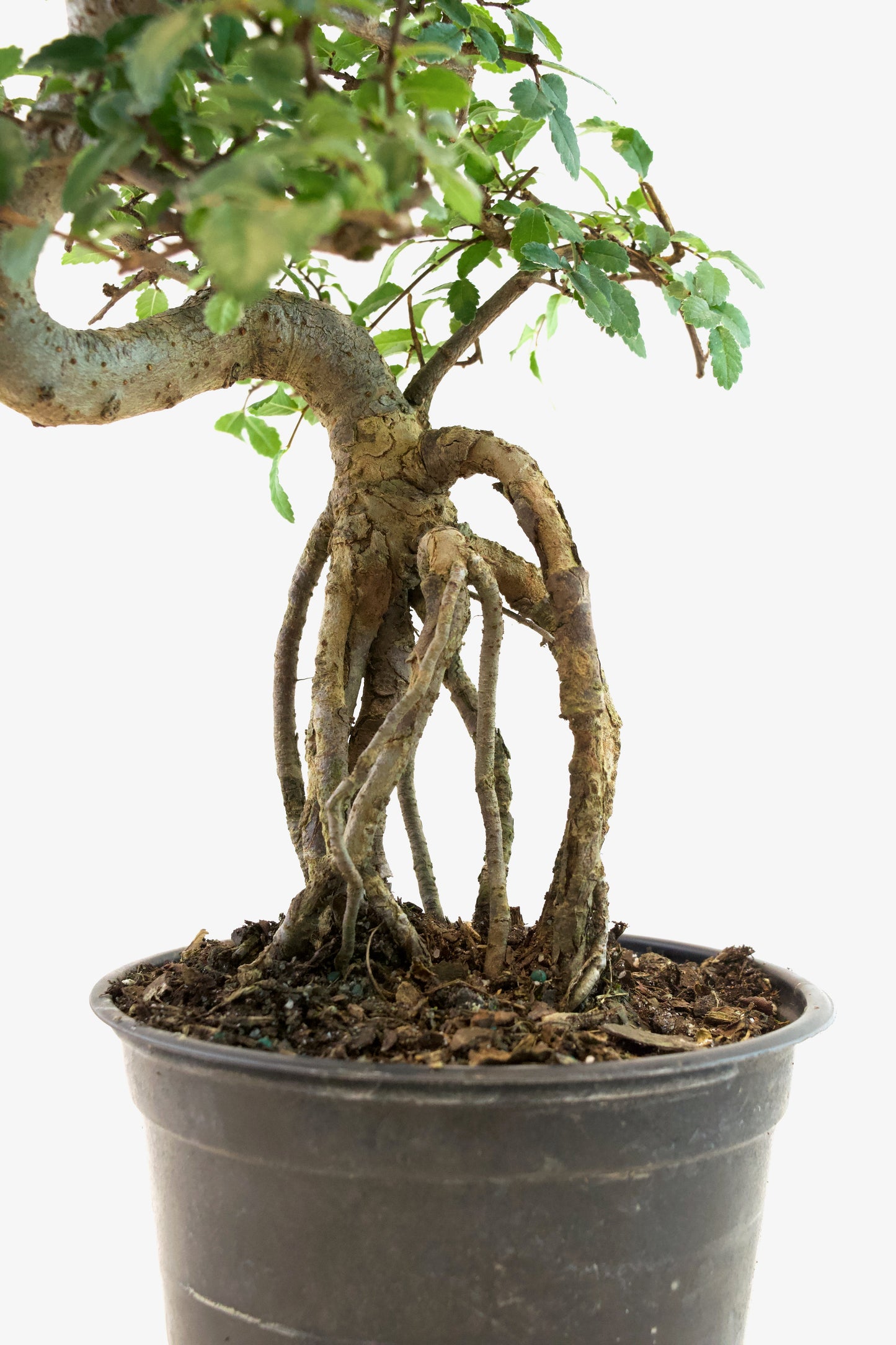 Chinese Elm Imported Bonsai Tree in 6" Pot - One of a Kind Bonsai