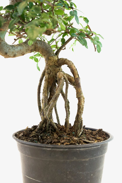 Chinese Elm Imported Bonsai Tree in 6" Pot - One of a Kind Bonsai