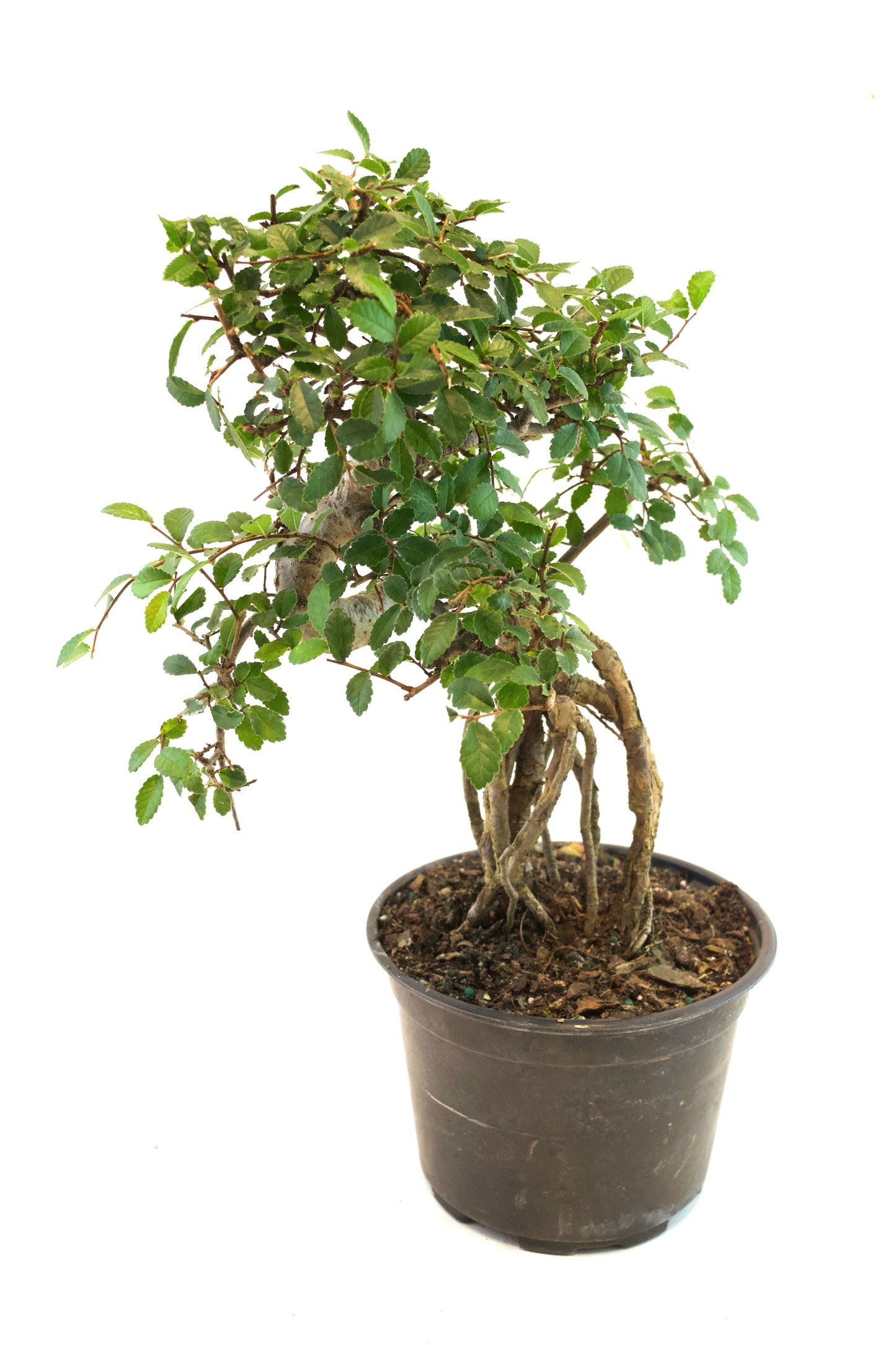 Chinese Elm Imported Bonsai Tree in 6" Pot - One of a Kind Bonsai