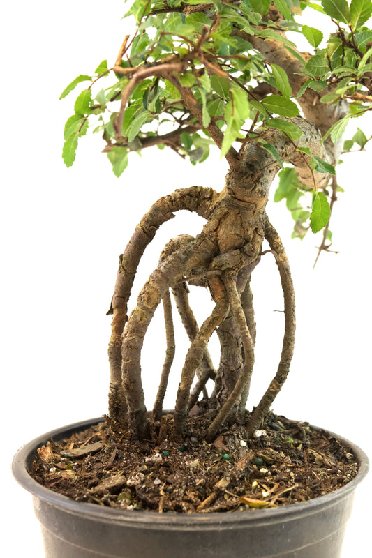 Chinese Elm Imported Bonsai Tree in 6" Pot - One of a Kind Bonsai