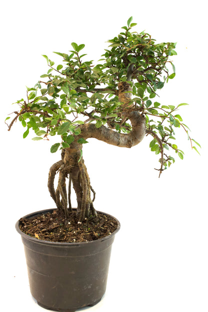 Chinese Elm Imported Bonsai Tree in 6" Pot - One of a Kind Bonsai