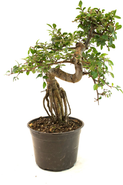 Chinese Elm Imported Bonsai Tree in 6" Pot - One of a Kind Bonsai
