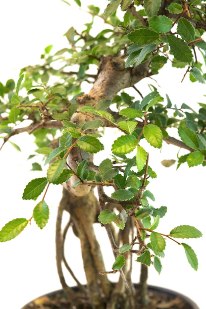 Chinese Elm Imported Bonsai Tree in 6" Pot - One of a Kind Bonsai