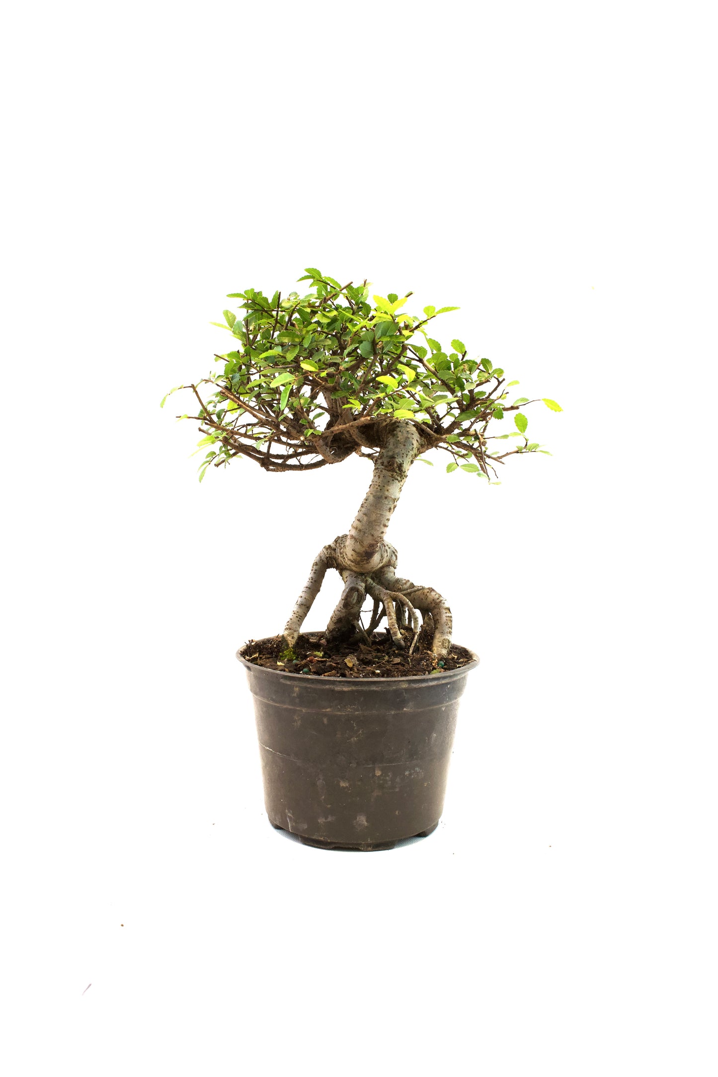 Chinese Elm Imported Bonsai Tree in 6" Pot - One of a Kind Bonsai