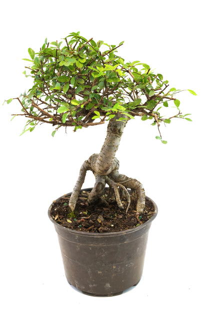 Chinese Elm Imported Bonsai Tree in 6" Pot - One of a Kind Bonsai