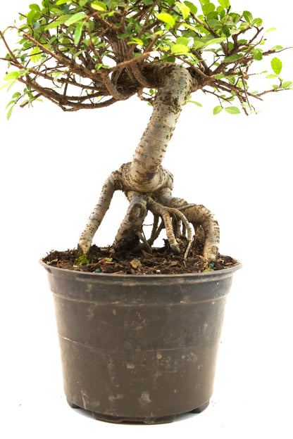Chinese Elm Imported Bonsai Tree in 6" Pot - One of a Kind Bonsai