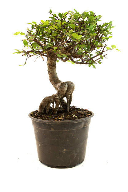 Chinese Elm Imported Bonsai Tree in 6" Pot - One of a Kind Bonsai
