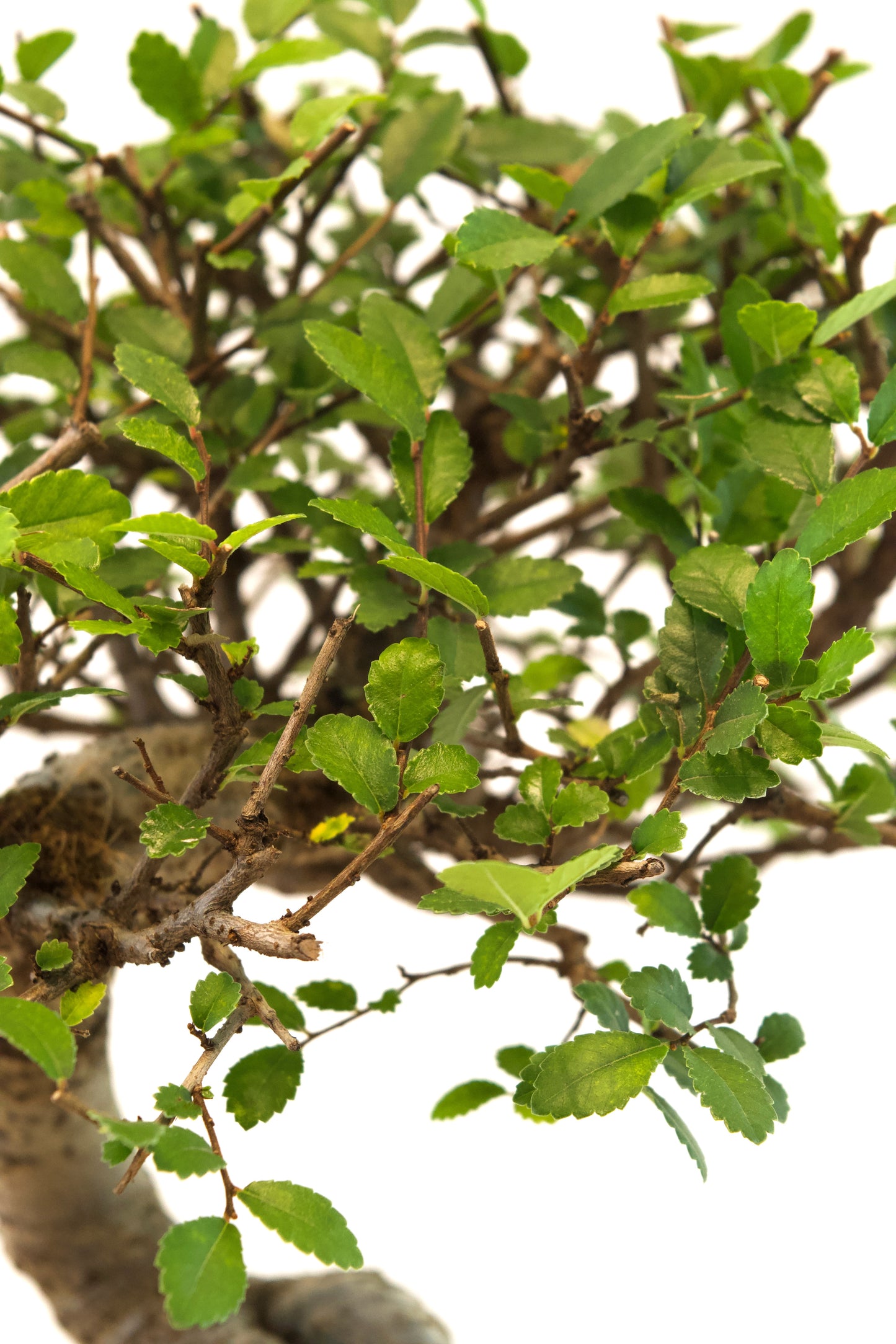 Chinese Elm Imported Bonsai Tree in 6" Pot - One of a Kind Bonsai