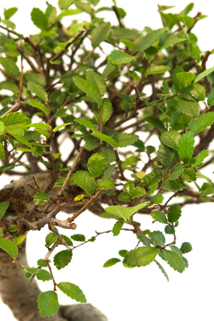 Chinese Elm Imported Bonsai Tree in 6" Pot - One of a Kind Bonsai