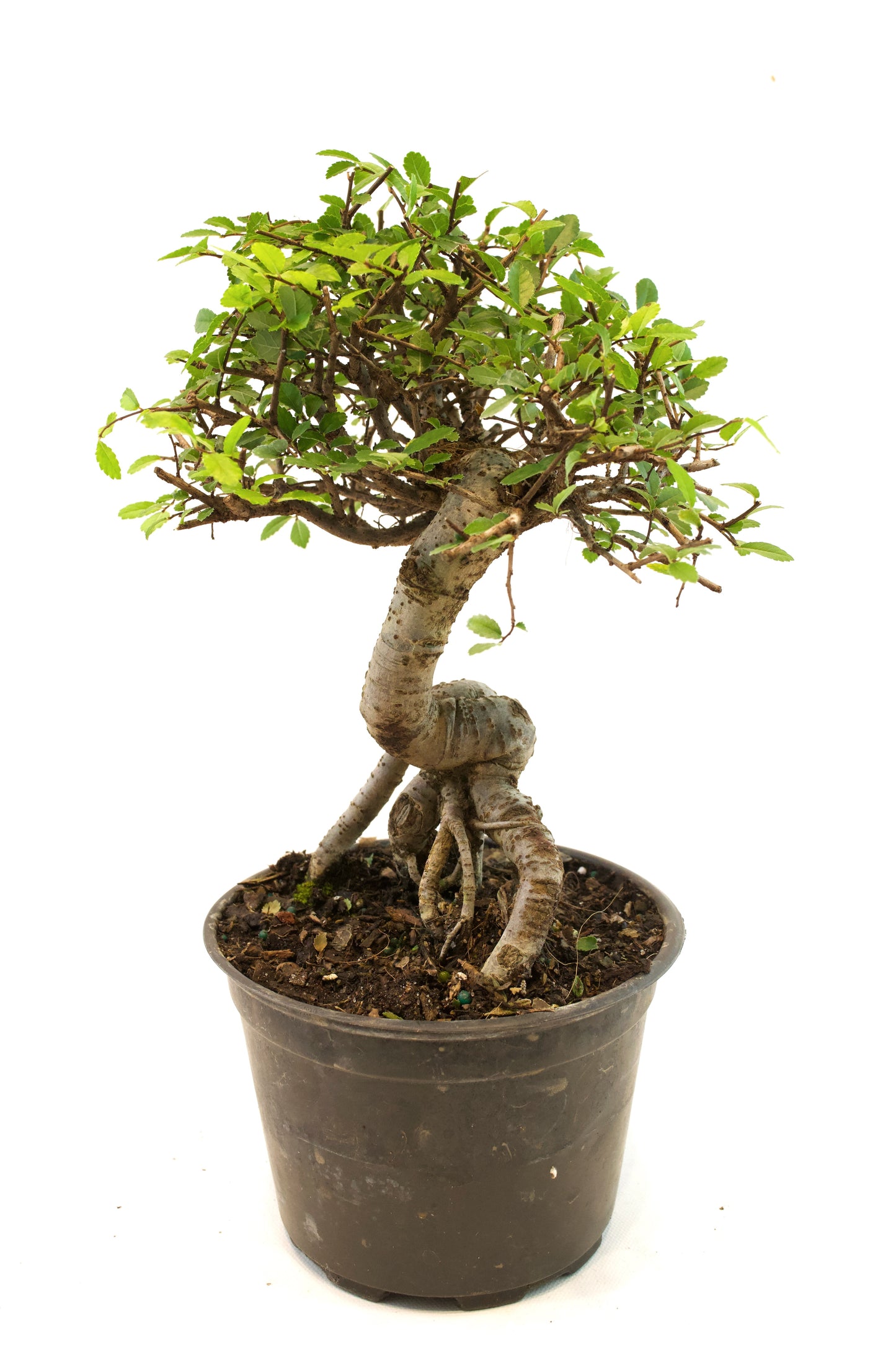 Chinese Elm Imported Bonsai Tree in 6" Pot - One of a Kind Bonsai