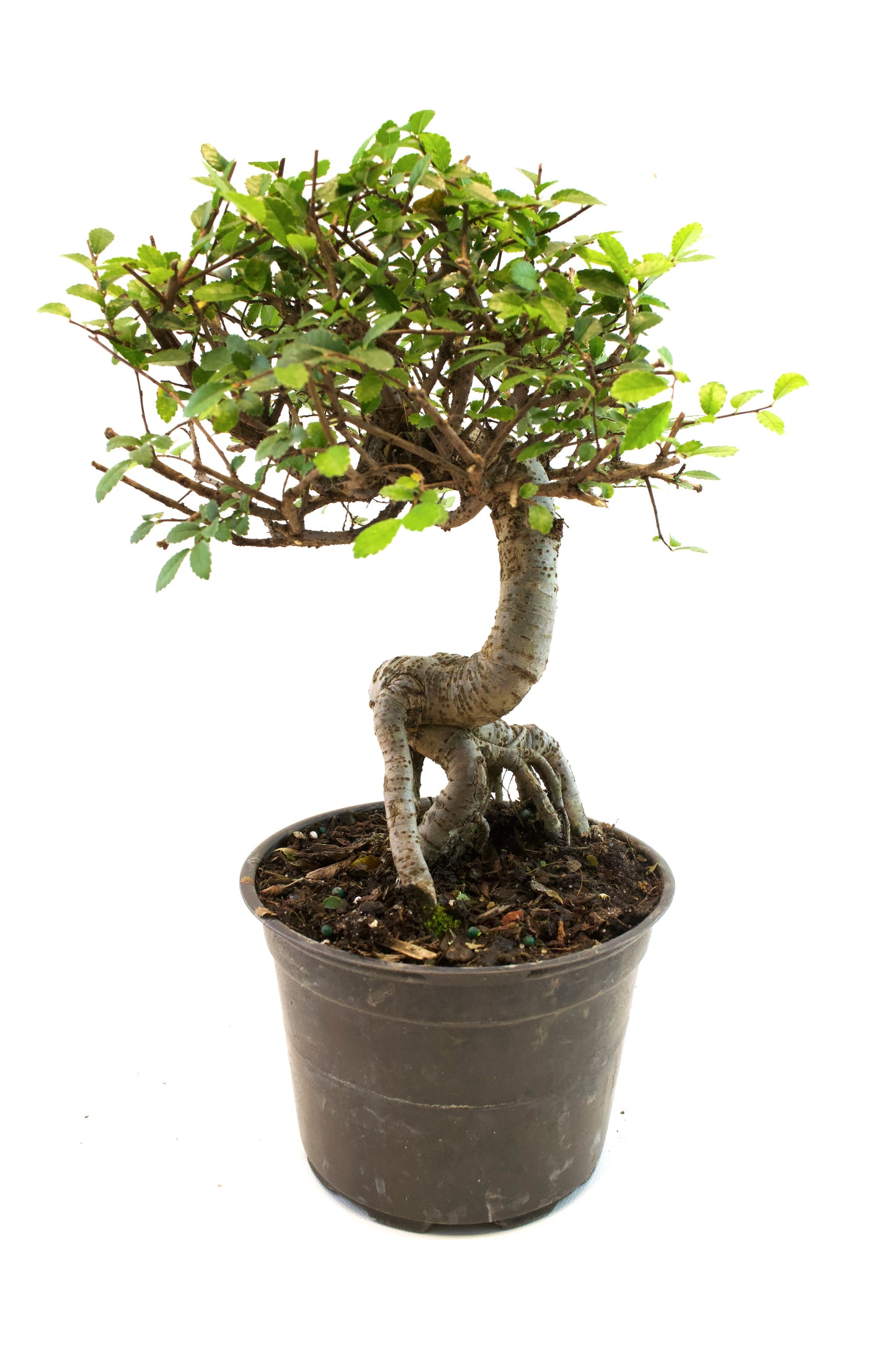 Chinese Elm Imported Bonsai Tree in 6" Pot - One of a Kind Bonsai