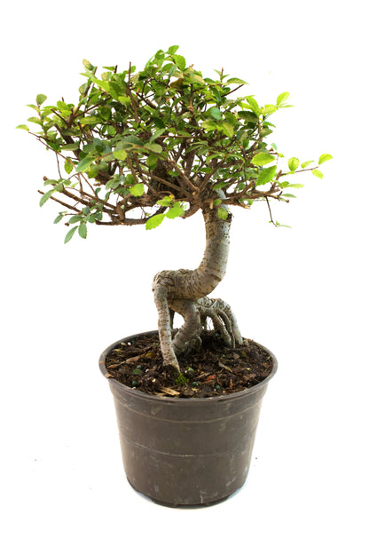 Chinese Elm Imported Bonsai Tree in 6" Pot - One of a Kind Bonsai
