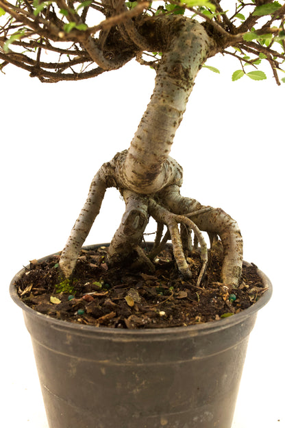 Chinese Elm Imported Bonsai Tree in 6" Pot - One of a Kind Bonsai
