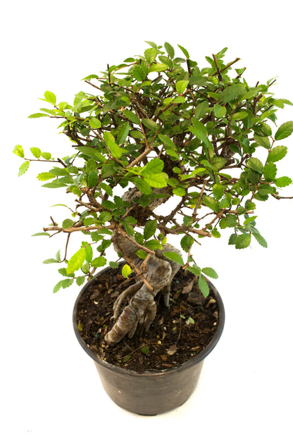 Chinese Elm Imported Bonsai Tree in 6" Pot - One of a Kind Bonsai