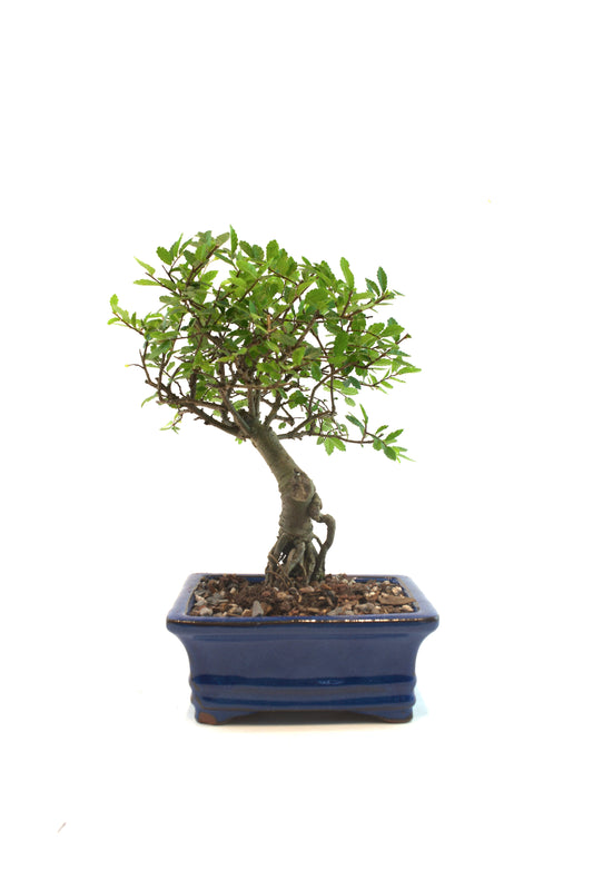 Chinese Elm Bonsai Tree in 6" Pot - One of a Kind Bonsai