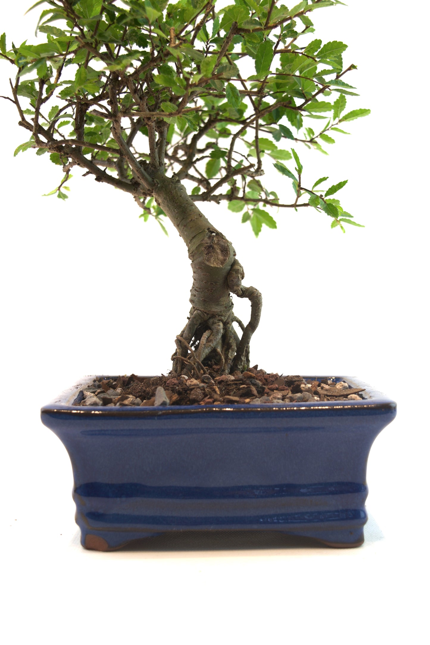 Chinese Elm Bonsai Tree in 6" Pot - One of a Kind Bonsai