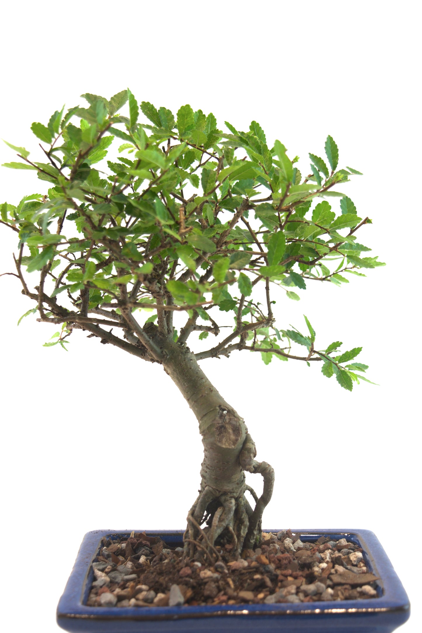 Chinese Elm Bonsai Tree in 6" Pot - One of a Kind Bonsai