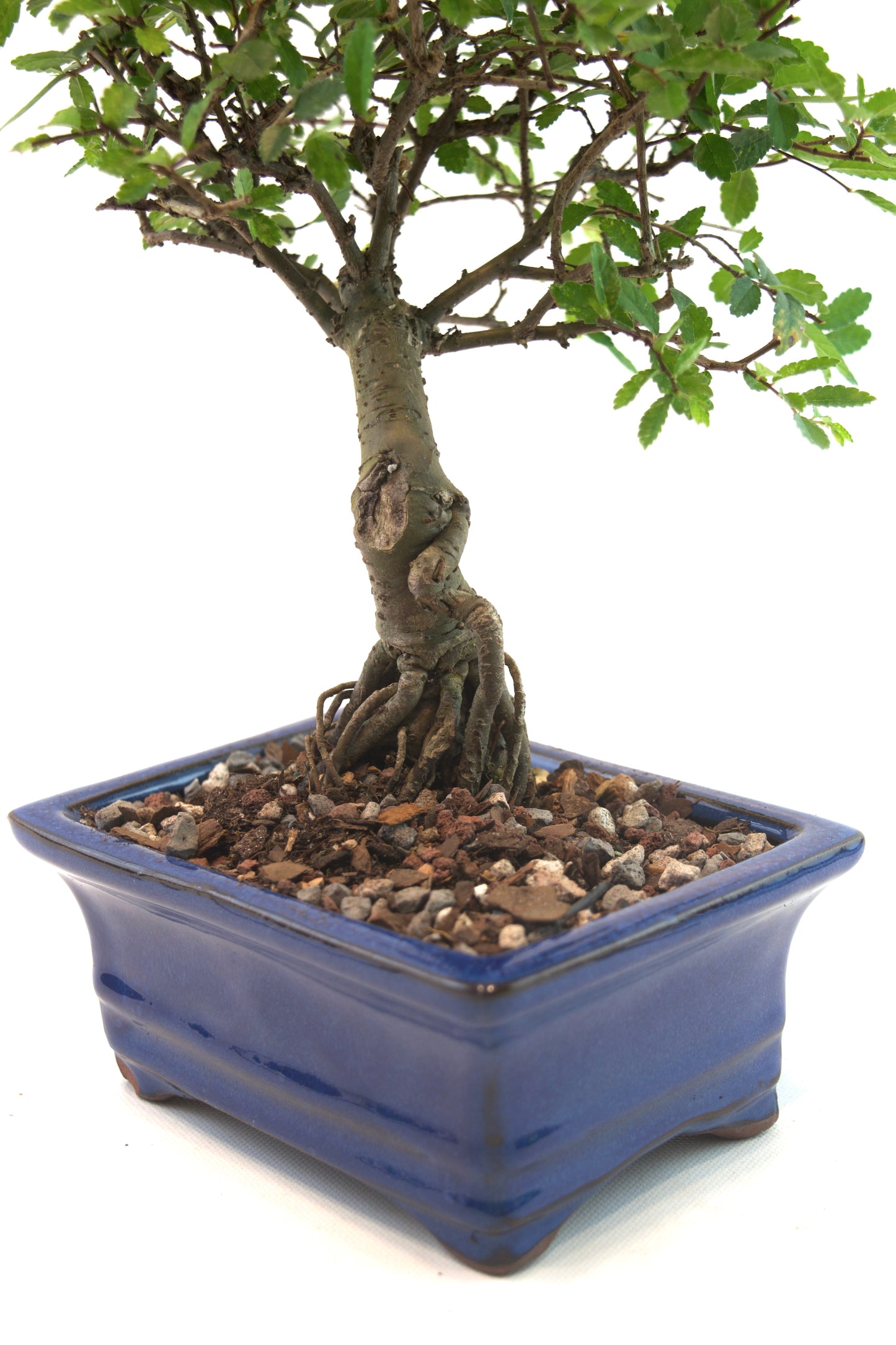 Chinese Elm Bonsai Tree in 6" Pot - One of a Kind Bonsai
