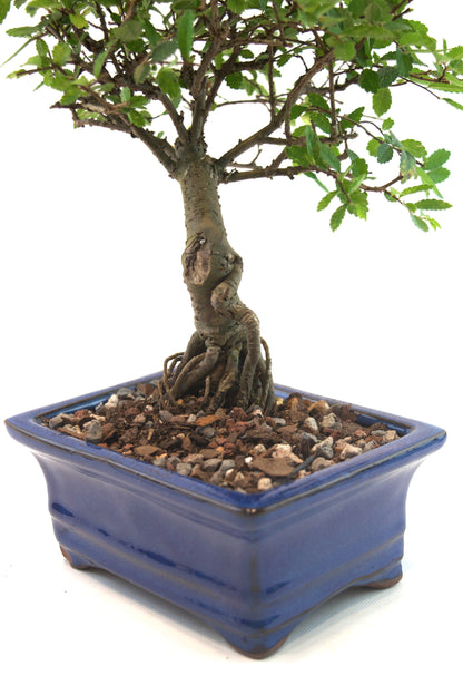 Chinese Elm Bonsai Tree in 6" Pot - One of a Kind Bonsai