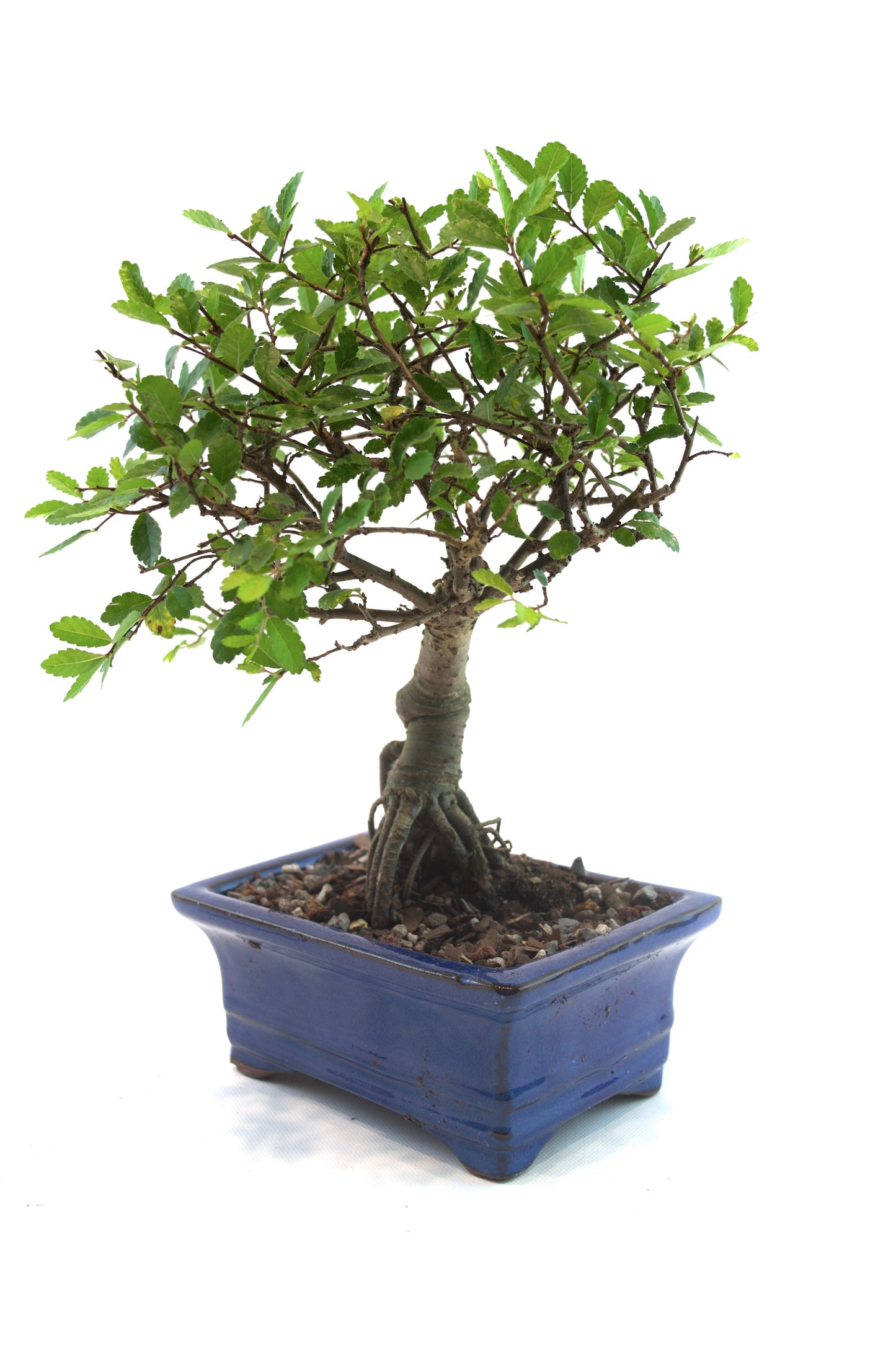 Chinese Elm Bonsai Tree in 6" Pot - One of a Kind Bonsai