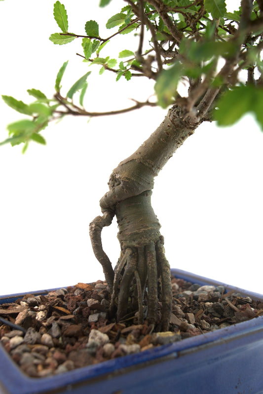 Chinese Elm Bonsai Tree in 6" Pot - One of a Kind Bonsai