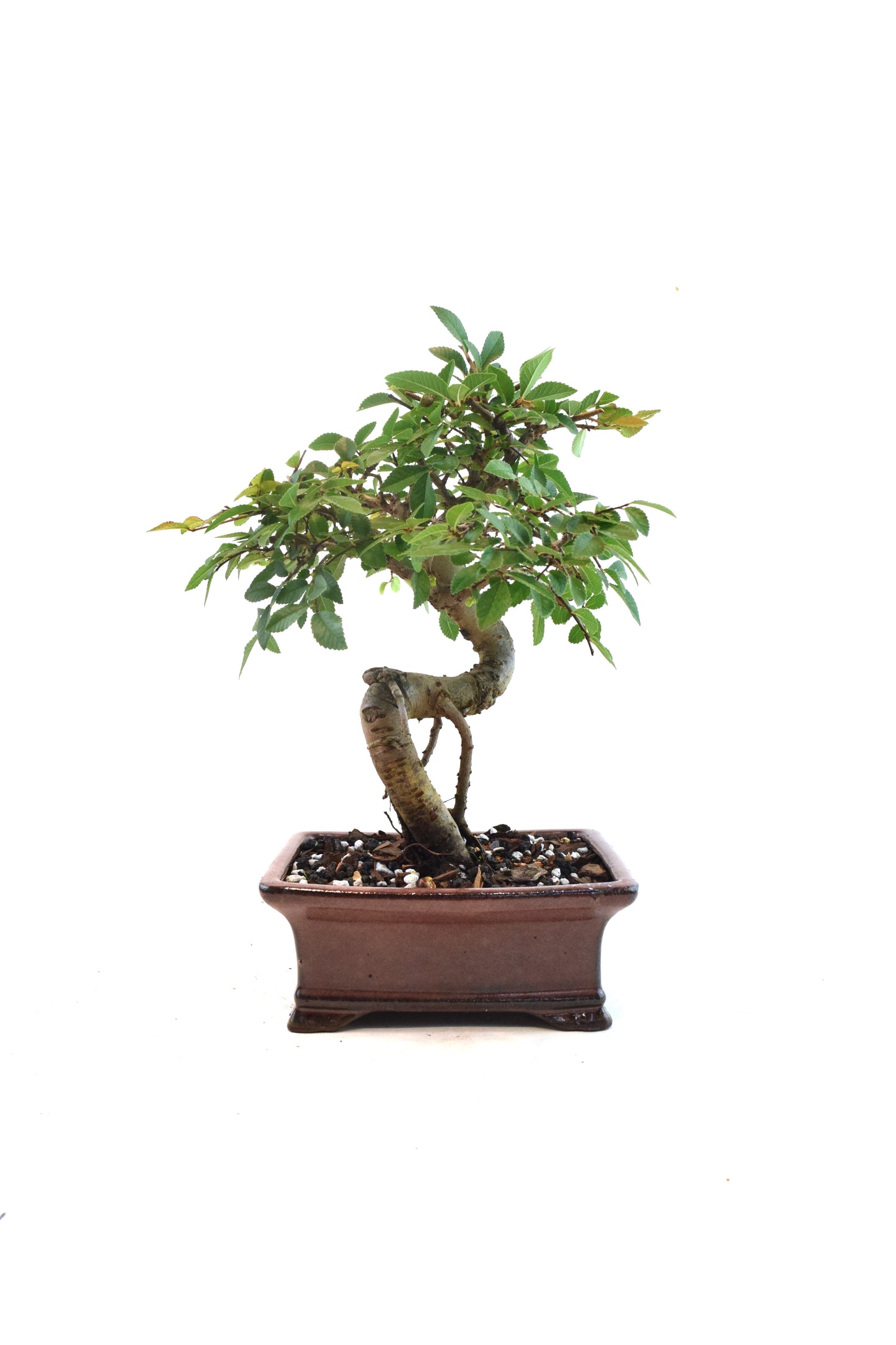 Chinese Elm Bonsai Ceramic 6" Pot - One of a Kind Bonsai