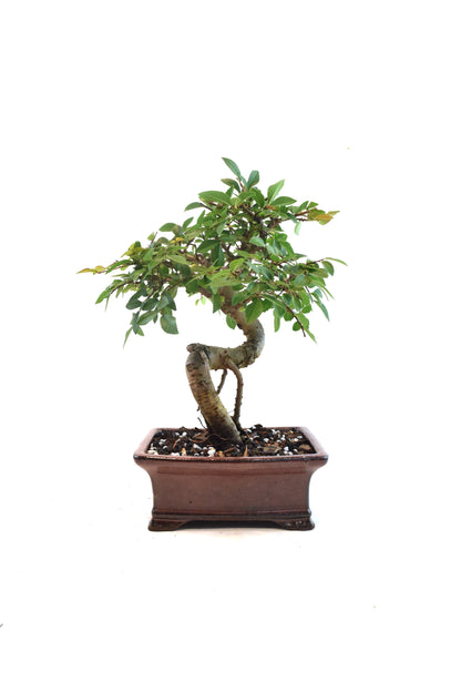 Chinese Elm Bonsai Ceramic 6" Pot - One of a Kind Bonsai
