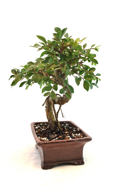 Chinese Elm Bonsai Ceramic 6" Pot - One of a Kind Bonsai