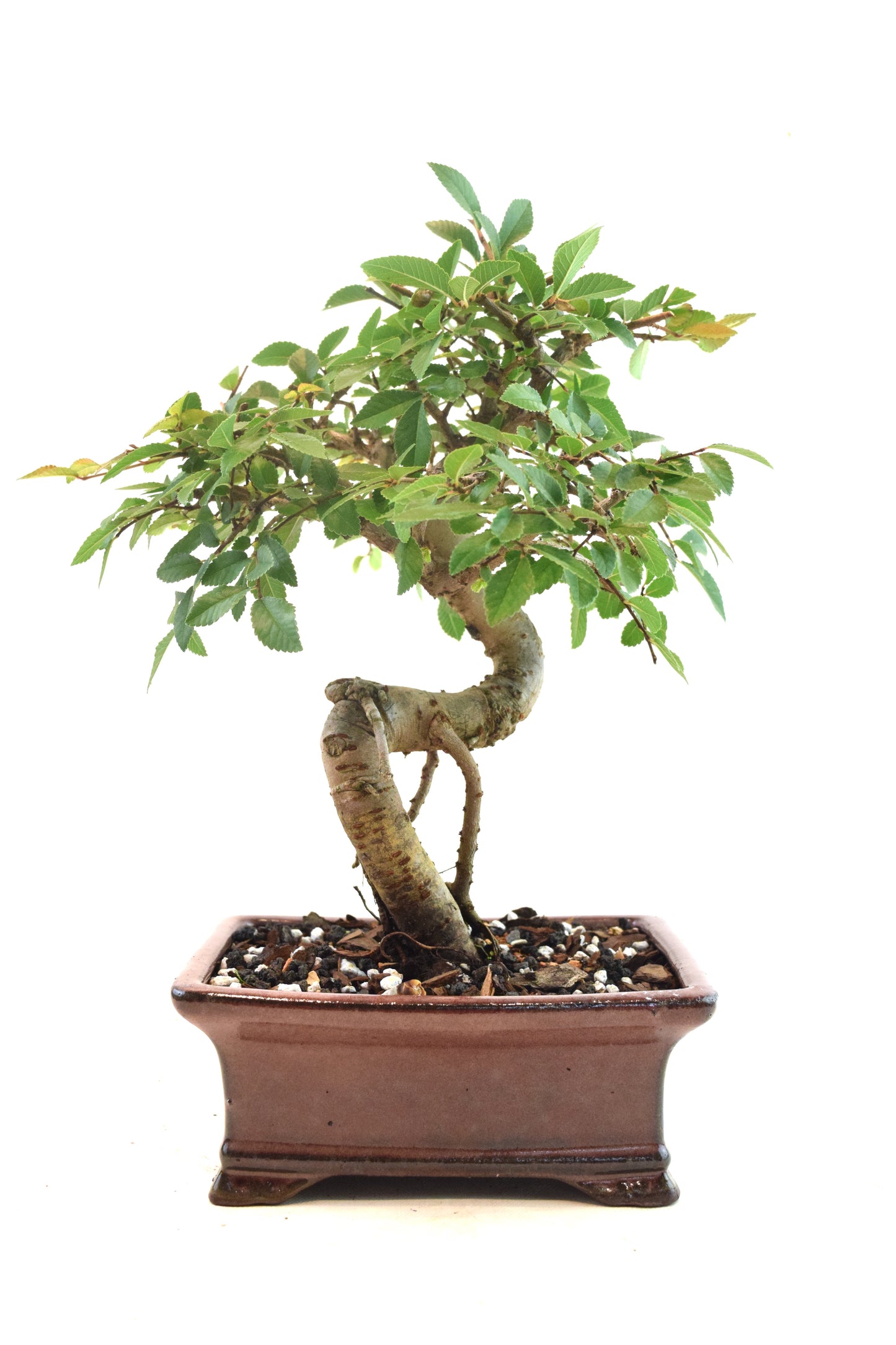 Chinese Elm Bonsai Ceramic 6" Pot - One of a Kind Bonsai