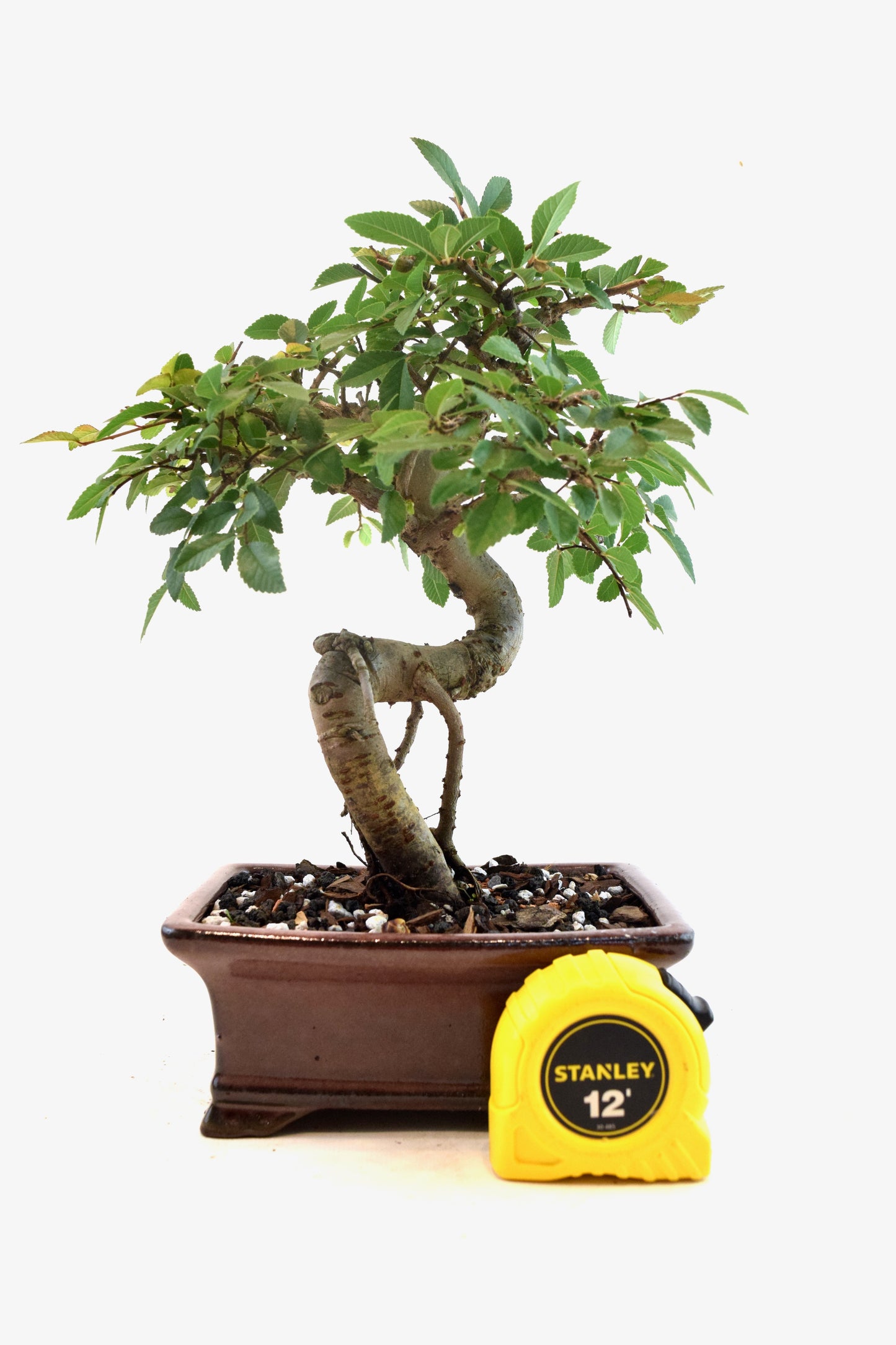 Chinese Elm Bonsai Ceramic 6" Pot - One of a Kind Bonsai