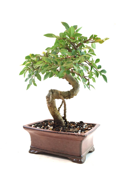 Chinese Elm Bonsai Ceramic 6" Pot - One of a Kind Bonsai