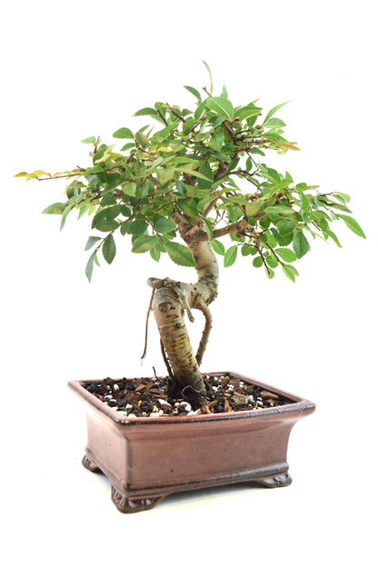 Chinese Elm Bonsai Ceramic 6" Pot - One of a Kind Bonsai