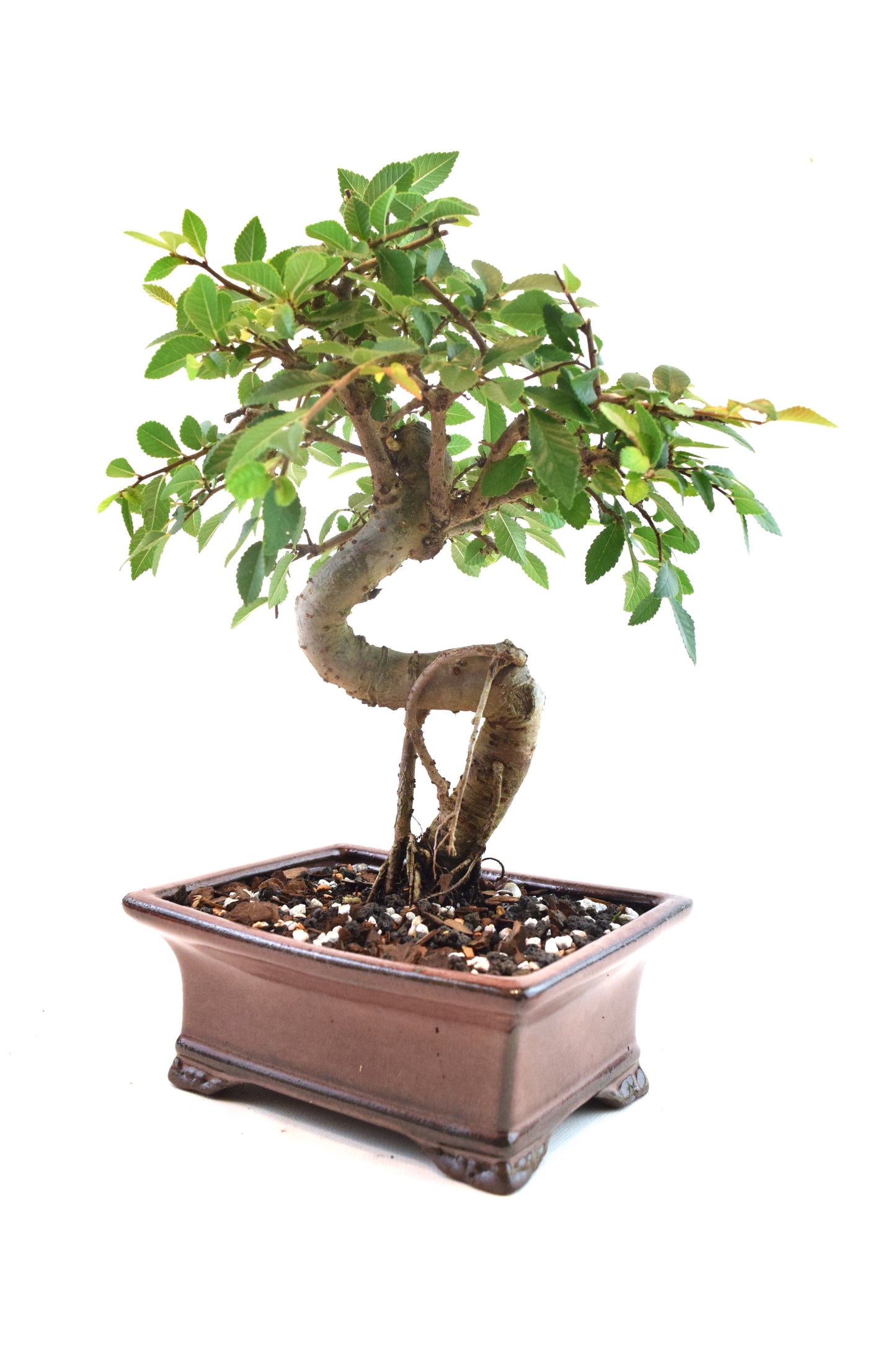 Chinese Elm Bonsai Ceramic 6" Pot - One of a Kind Bonsai