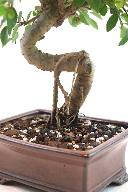 Chinese Elm Bonsai Ceramic 6" Pot - One of a Kind Bonsai