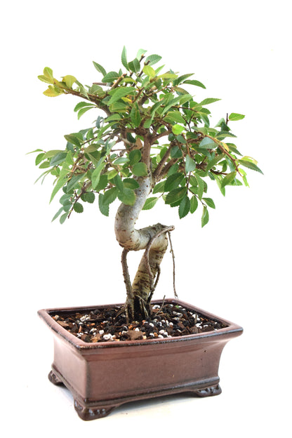 Chinese Elm Bonsai Ceramic 6" Pot - One of a Kind Bonsai