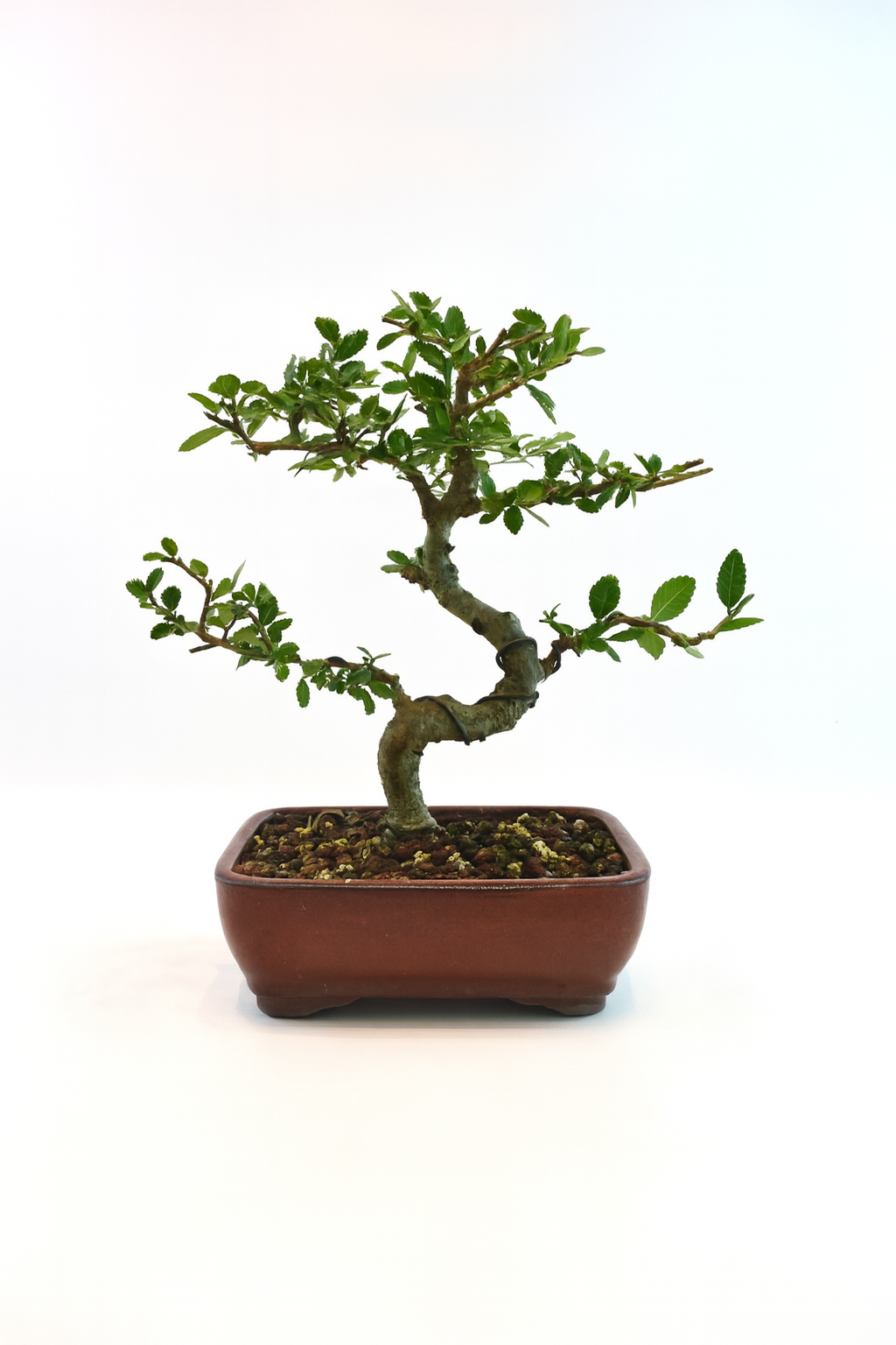 Chinese Elm Bonsai Tree in 7.25" Pot - One of a Kind Bonsai