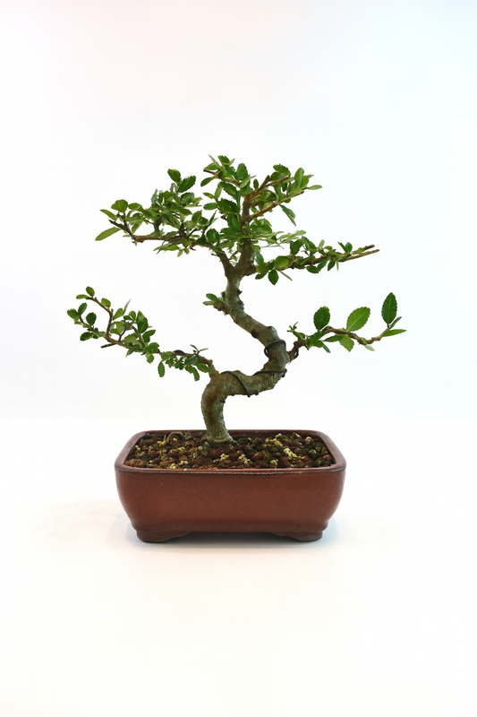 Chinese Elm Bonsai Tree in 7.25" Pot - One of a Kind Bonsai